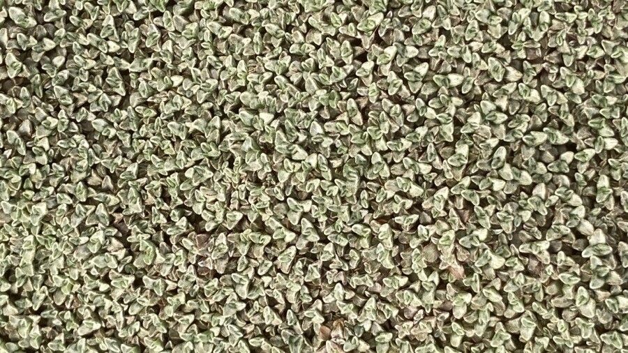 Raoulia australis leaf