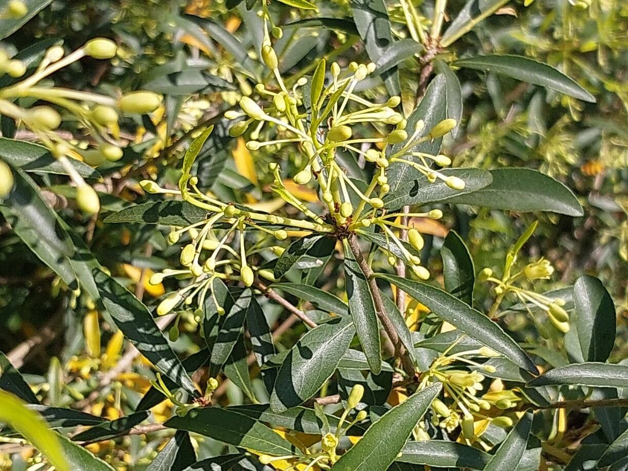 Pittosporum parvilimbum other
