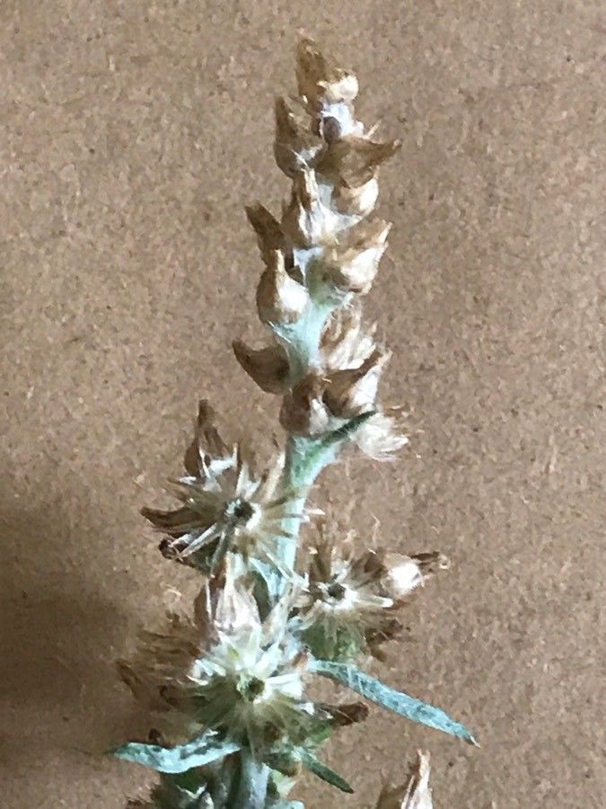 Gamochaeta antillana flower