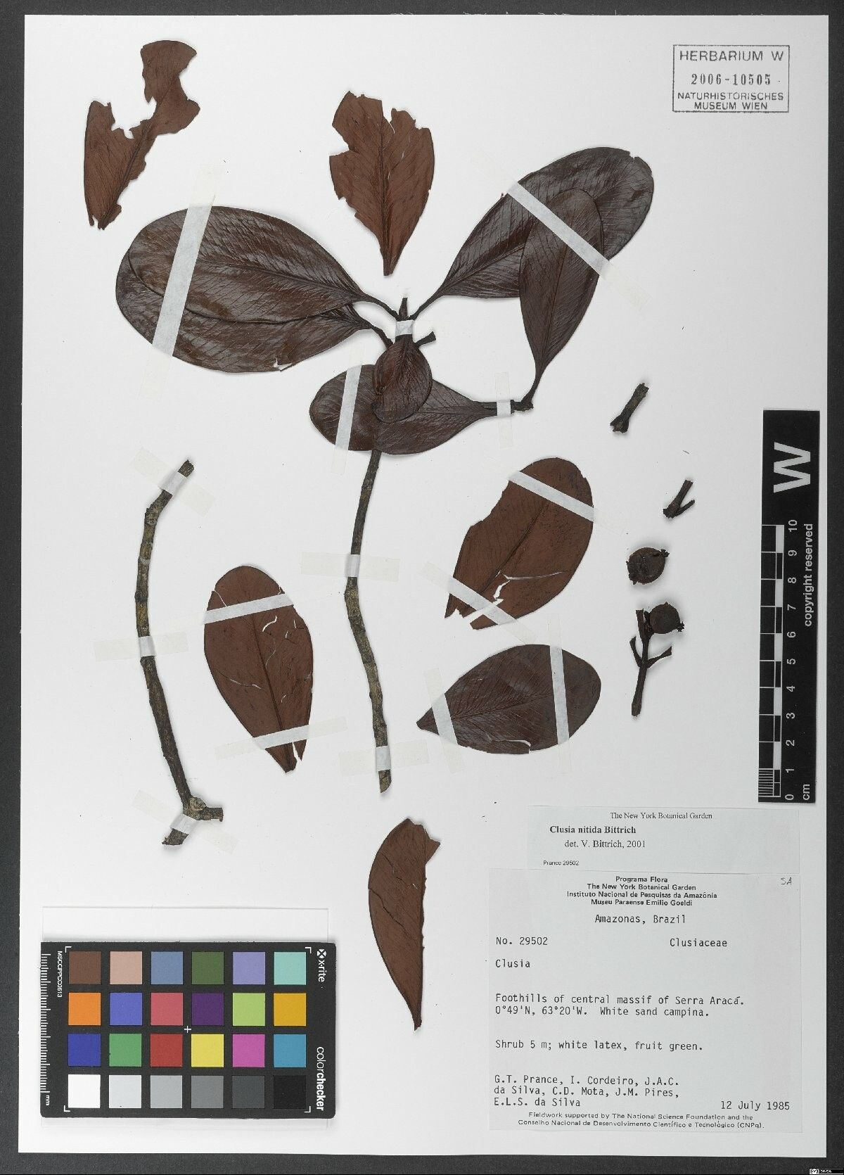 Clusia nigrolineata — search result for 'Clusia'