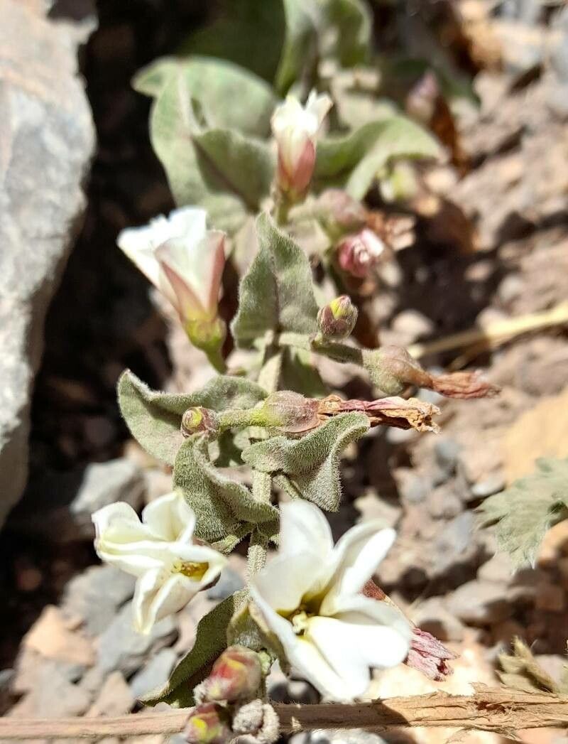 Convolvulus demissus — search result for 'Convolvulus'
