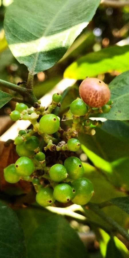 Glycosmis parviflora fruit