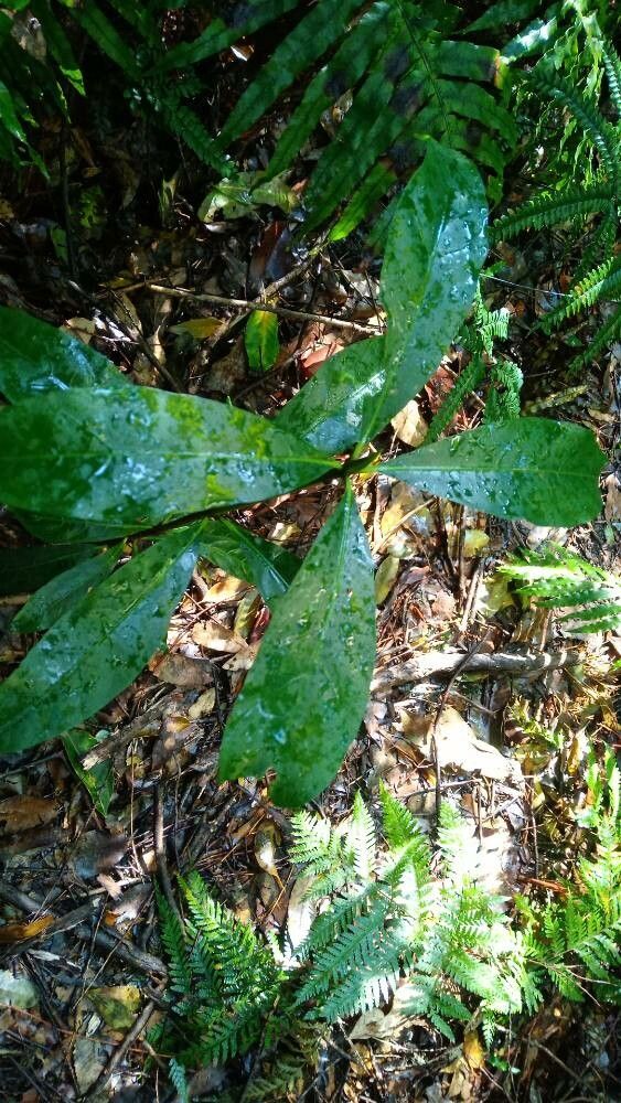 Atractocarpus benthamianus — related species from the same genus