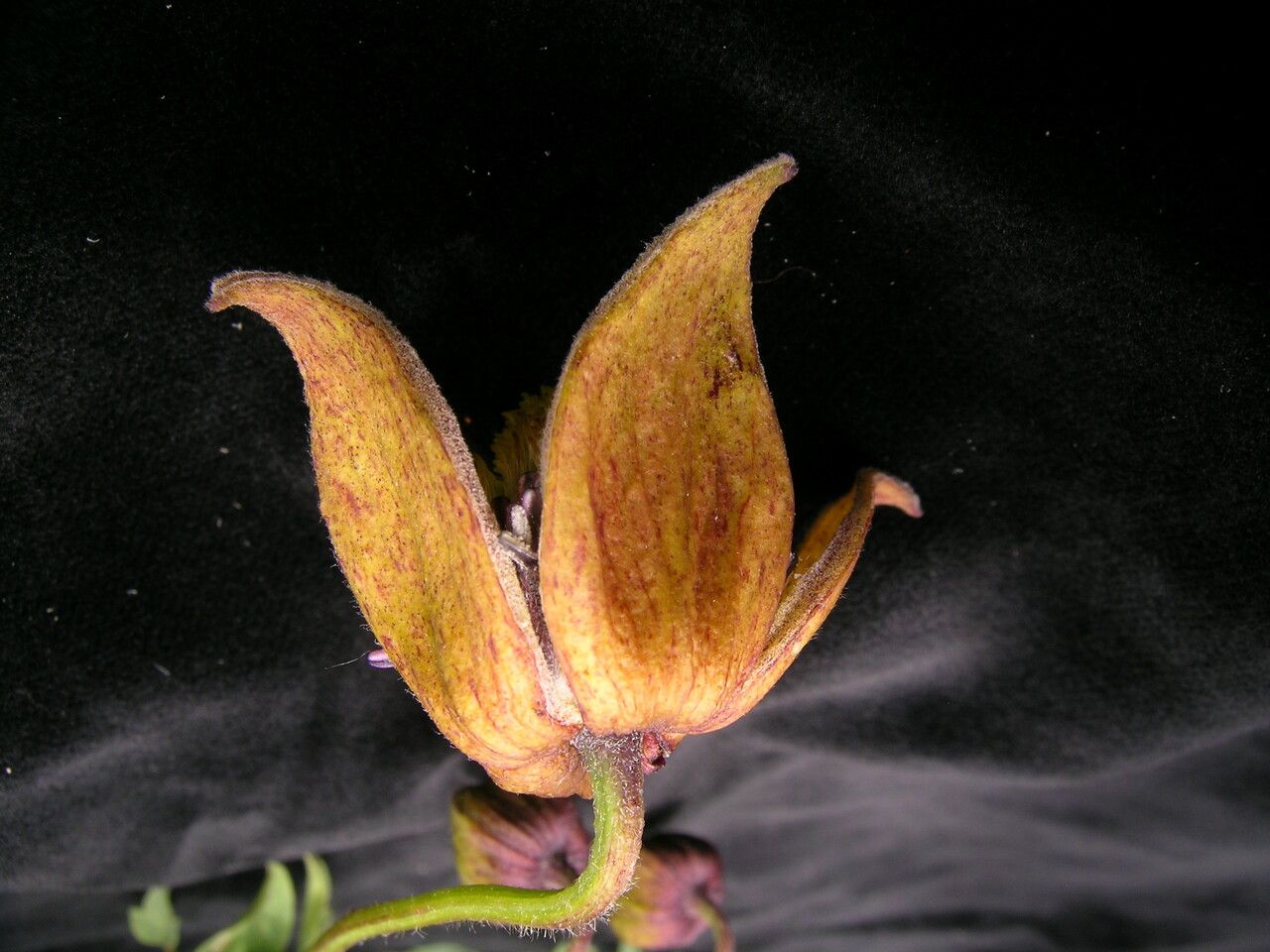 Clematis brevipes fruit