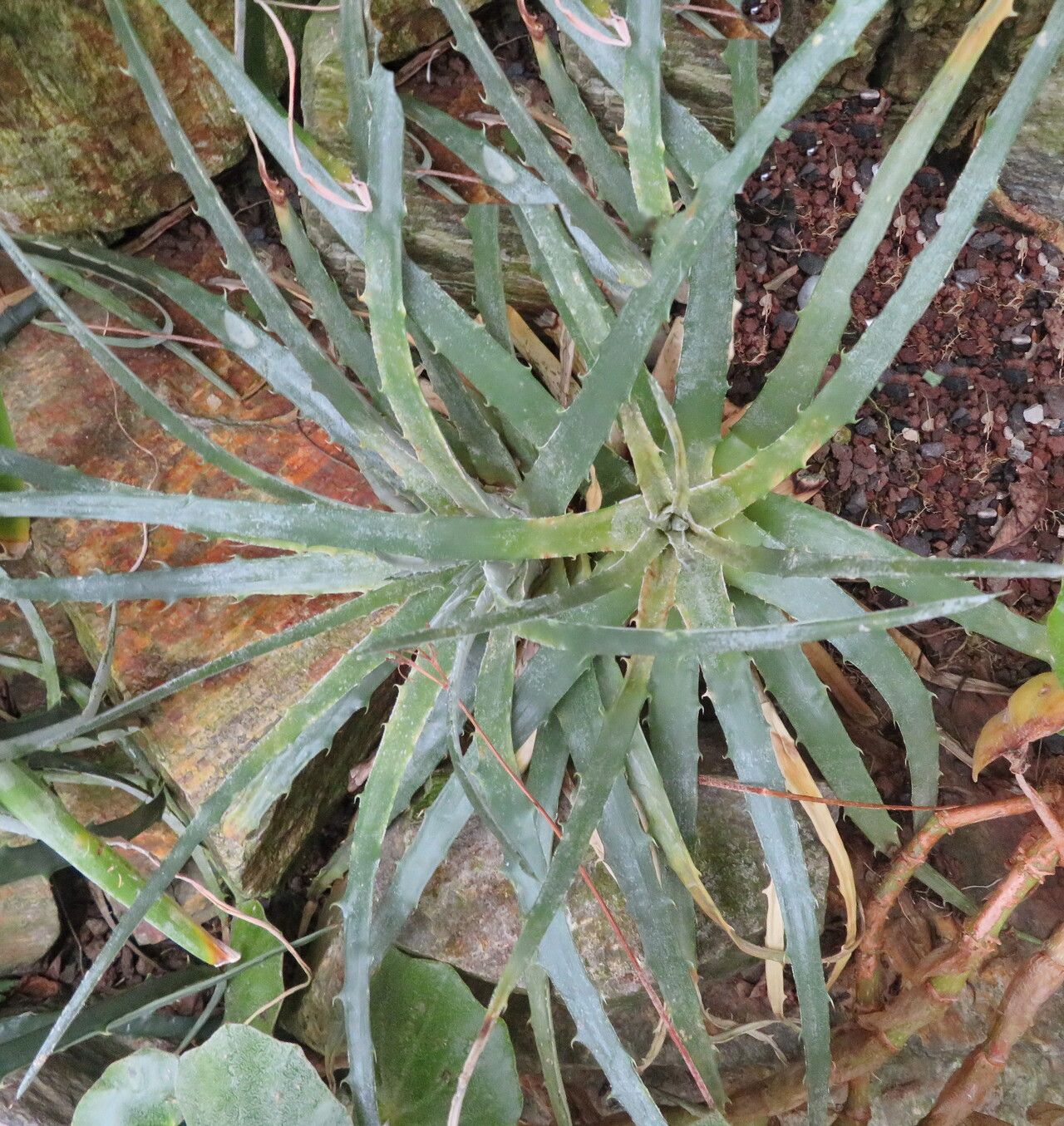 Hechtia liebmannii — houseplant care guide