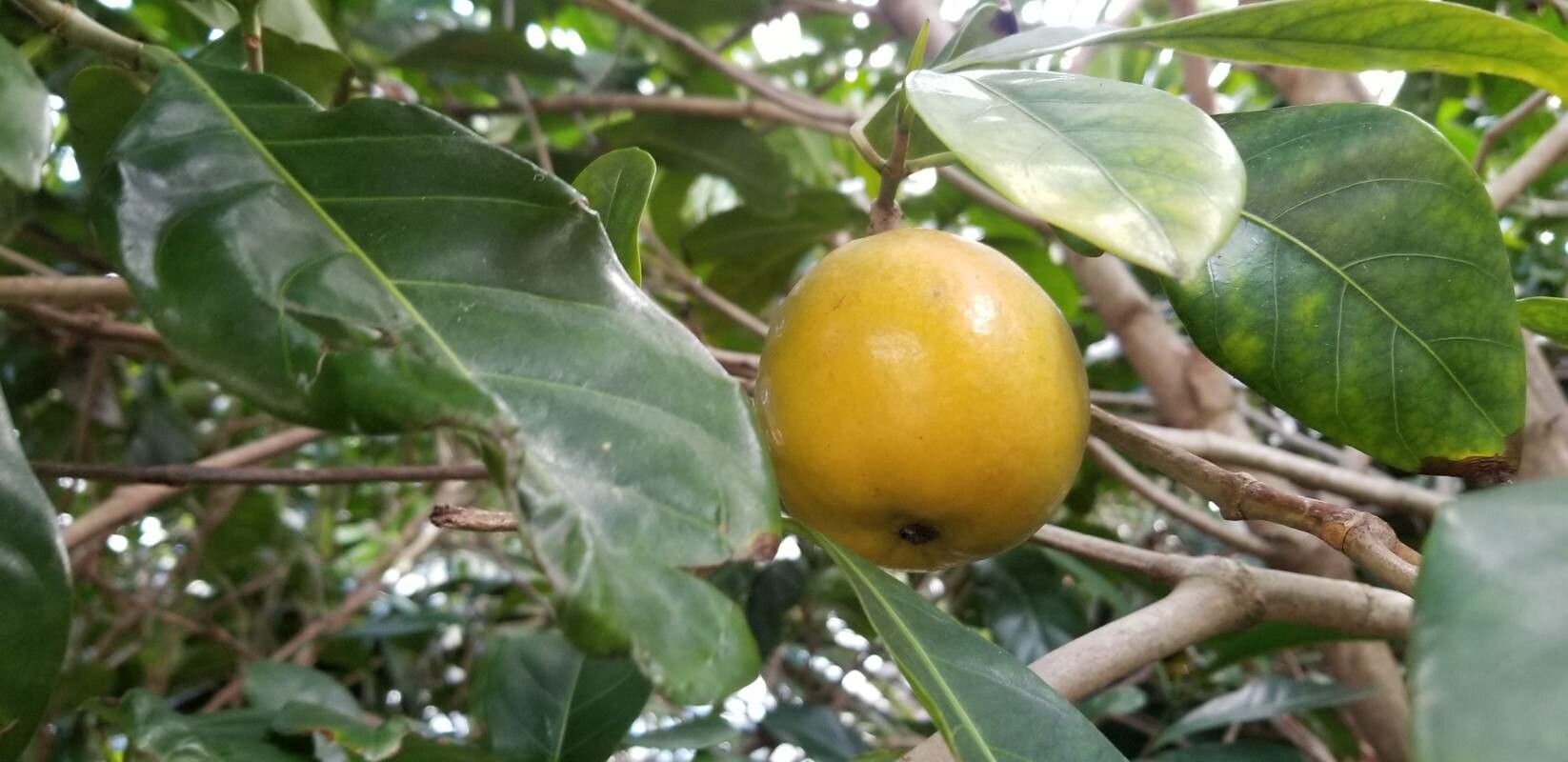 Atractocarpus fitzalanii fruit