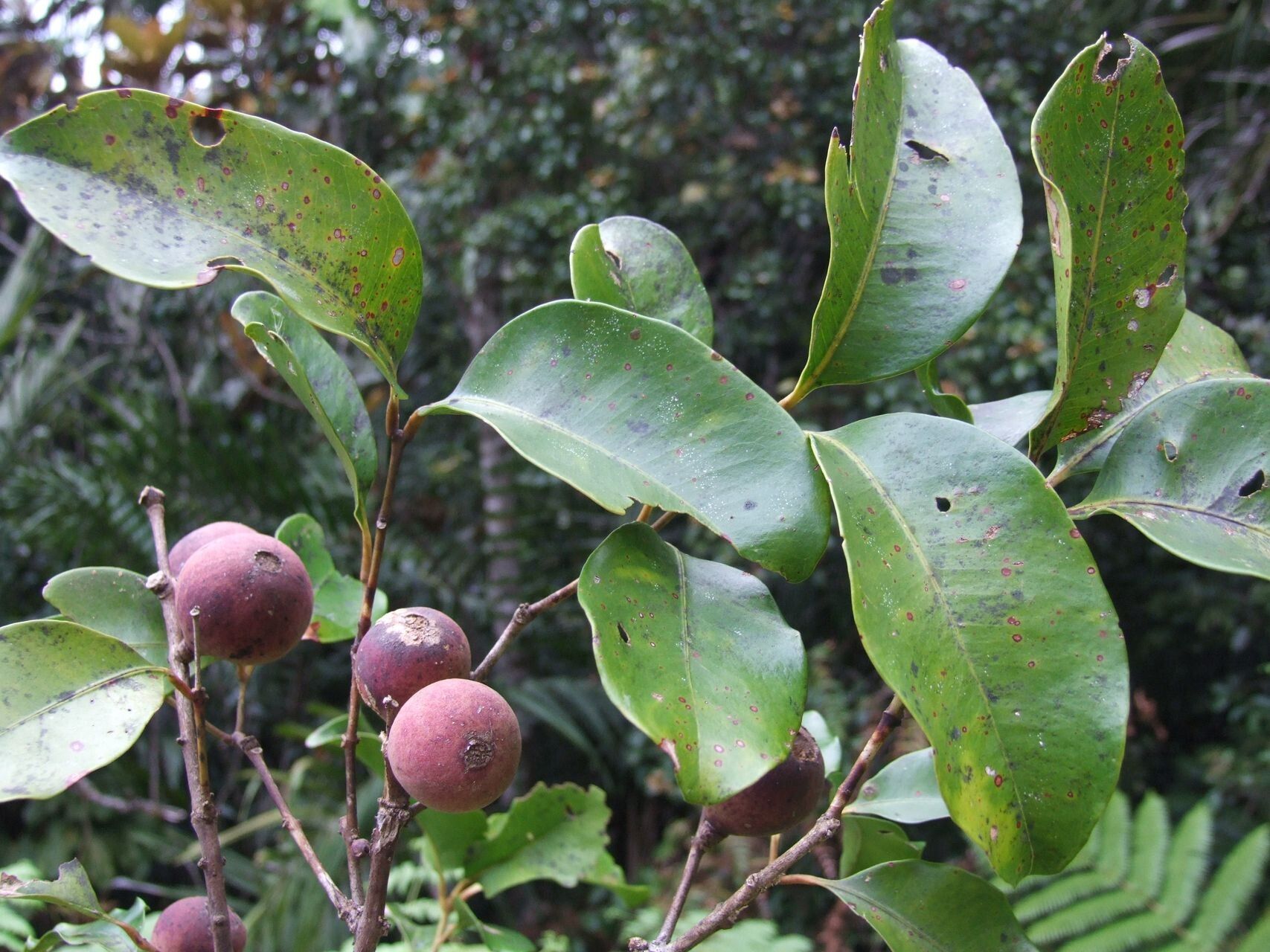 Syzygium neolaurifolium fruit