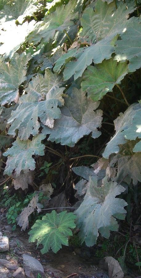 Gunnera aequatoriensis leaf