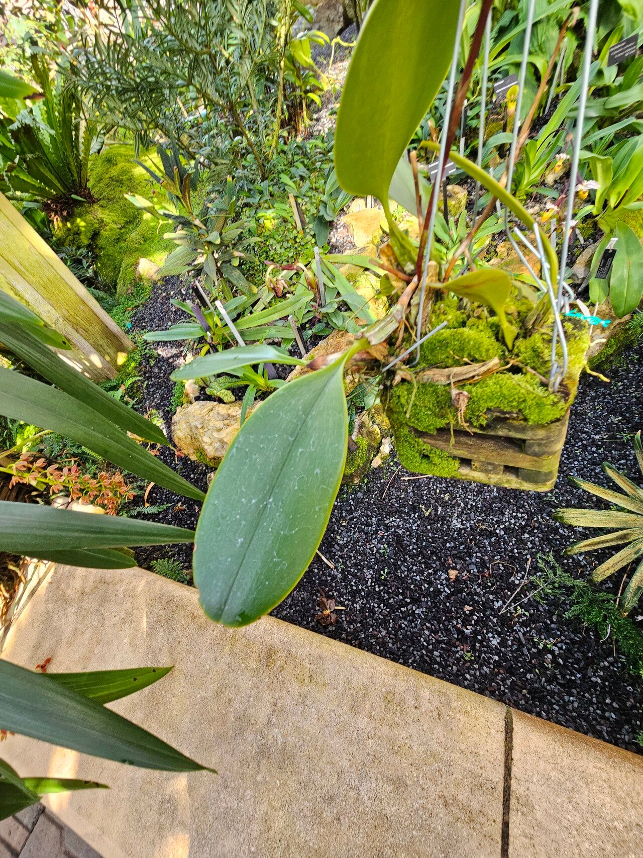 Bulbophyllum arfakianum — houseplant care guide