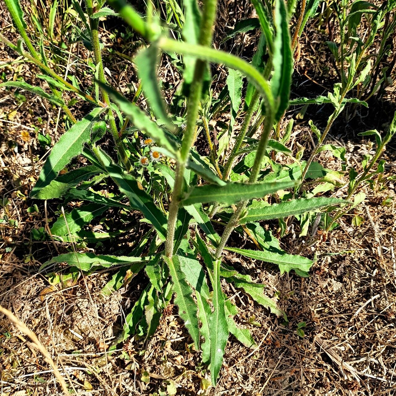 Picris rhagadioloides — houseplant care guide