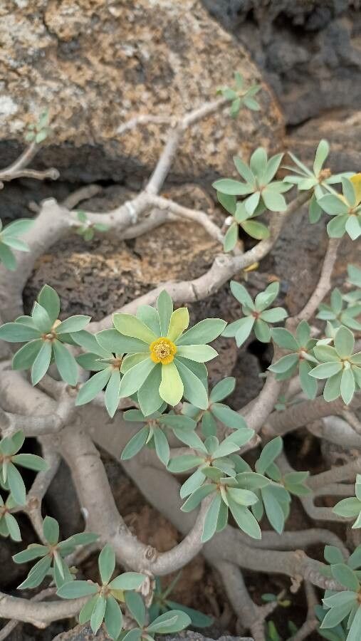 Euphorbia balsamifera flower
