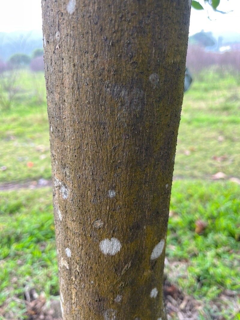 Guapira fragrans bark