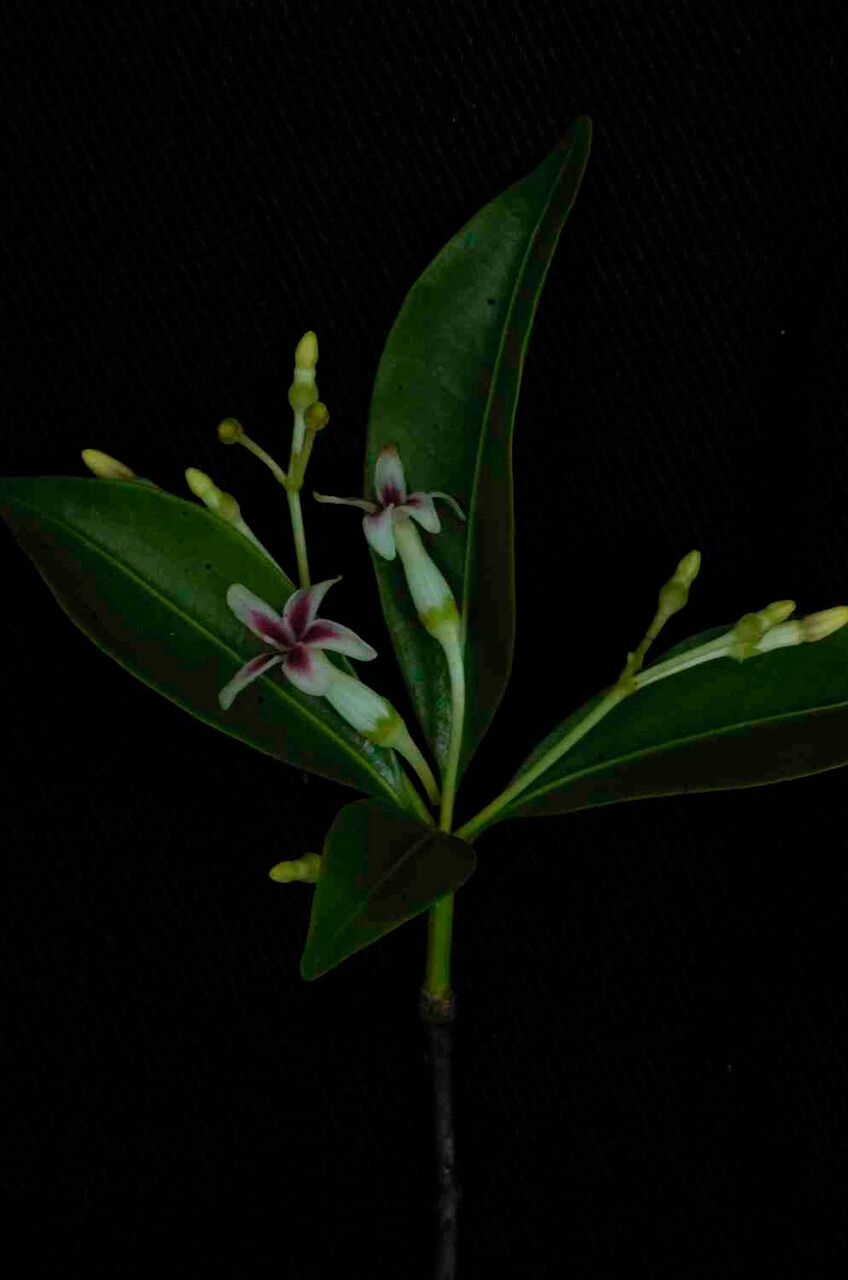 Rauvolfia capixabae flower