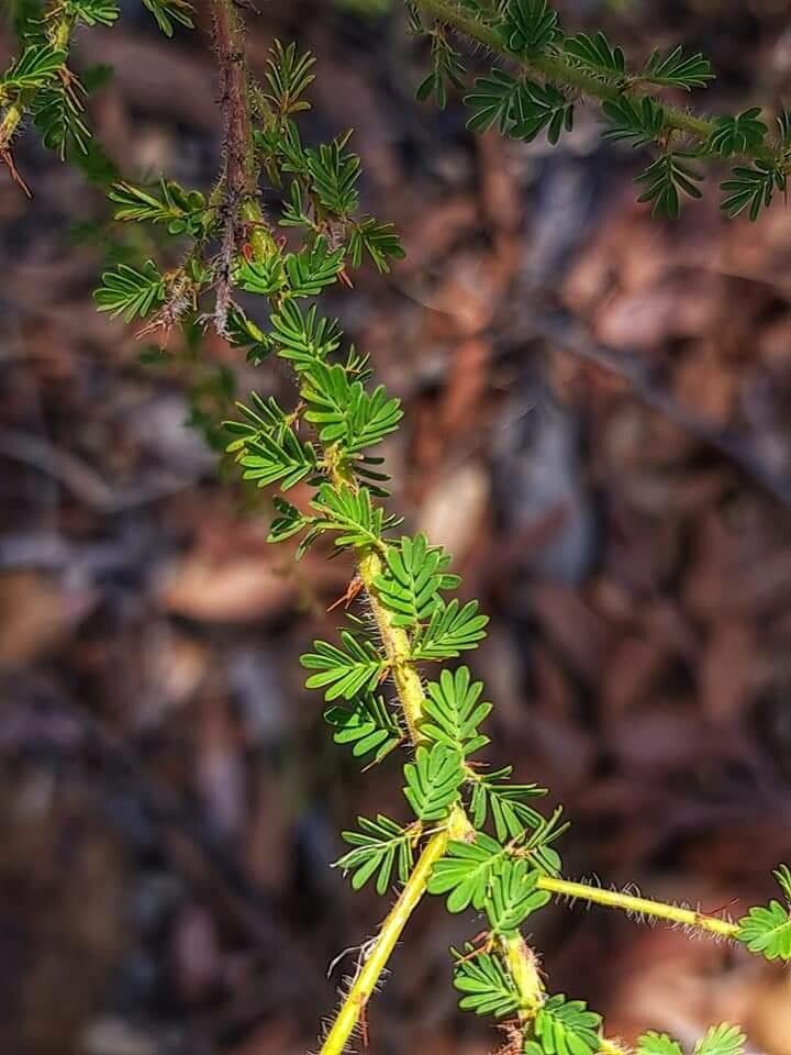 Acacia pulchella — search result for 'Acacia'