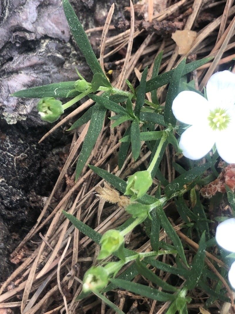 Arenaria montana leaf