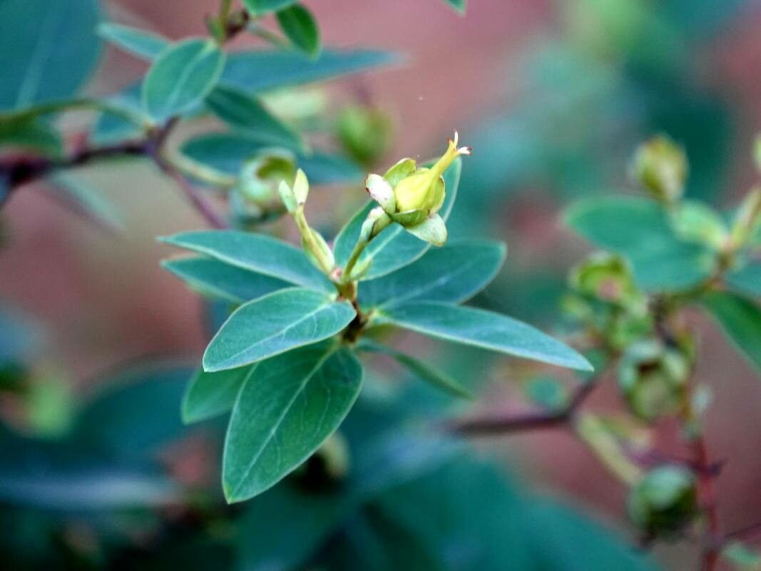 Hypericum kouytchense leaf