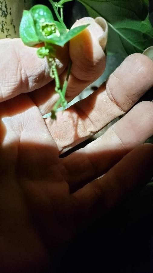 Passiflora lutea flower