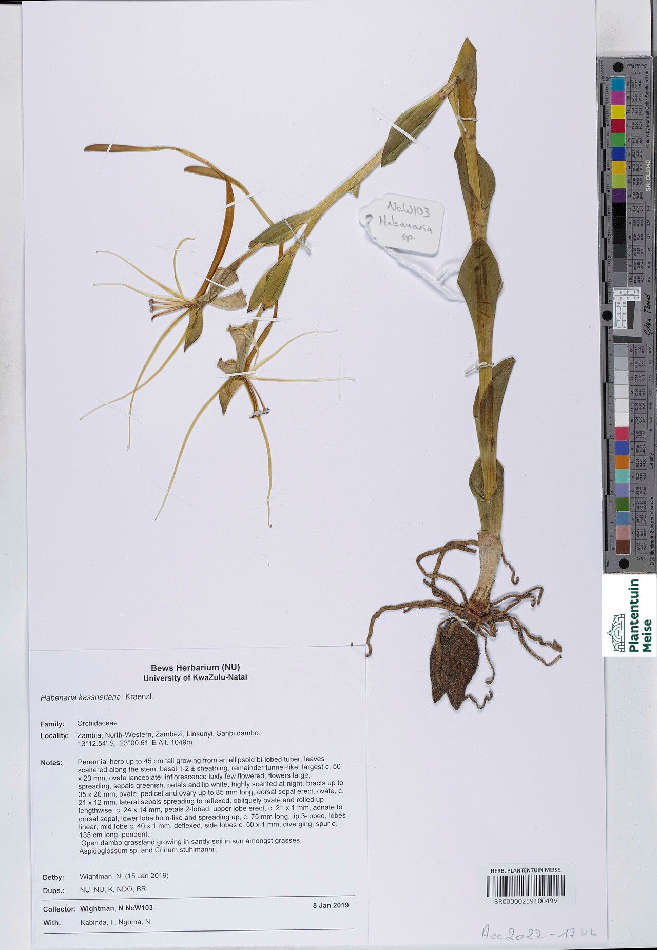 Habenaria kassneriana — houseplant care guide
