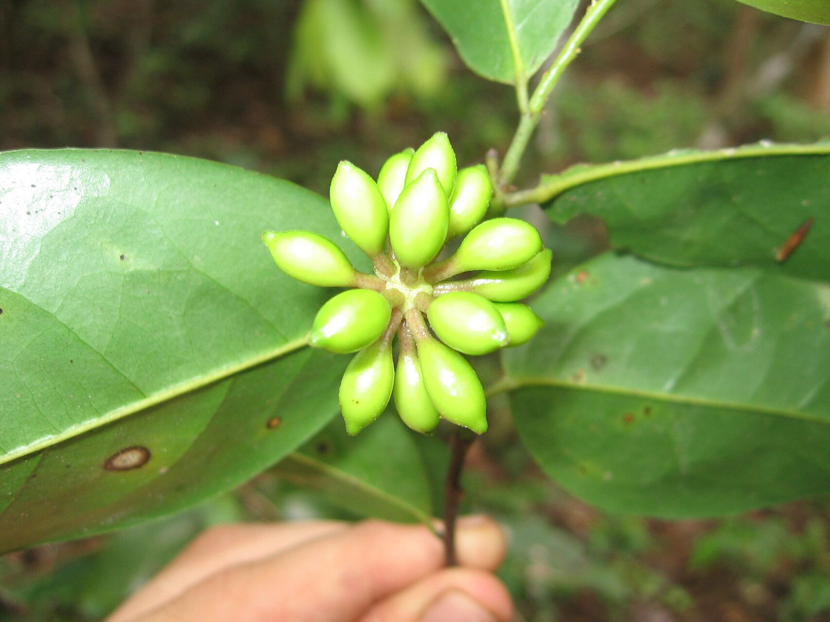 Huberantha tanganyikensis fruit