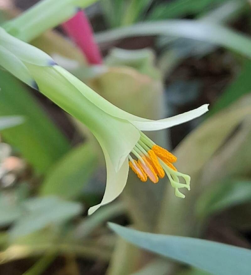 Billbergia distachya flower