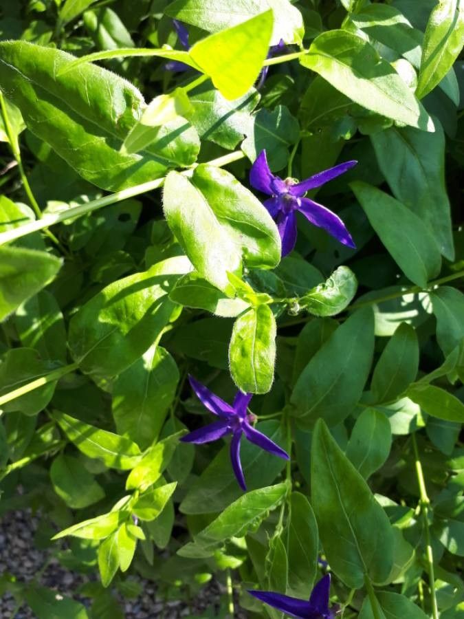 Vinca difformis leaf