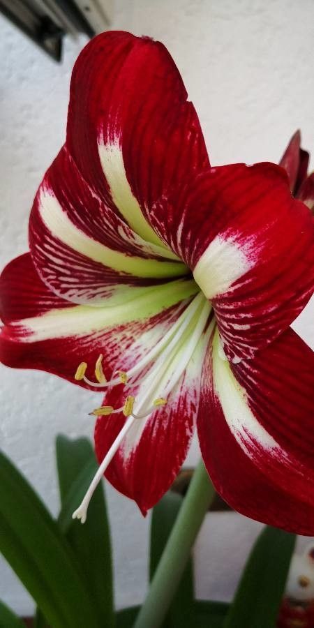 Hippeastrum correiense flower