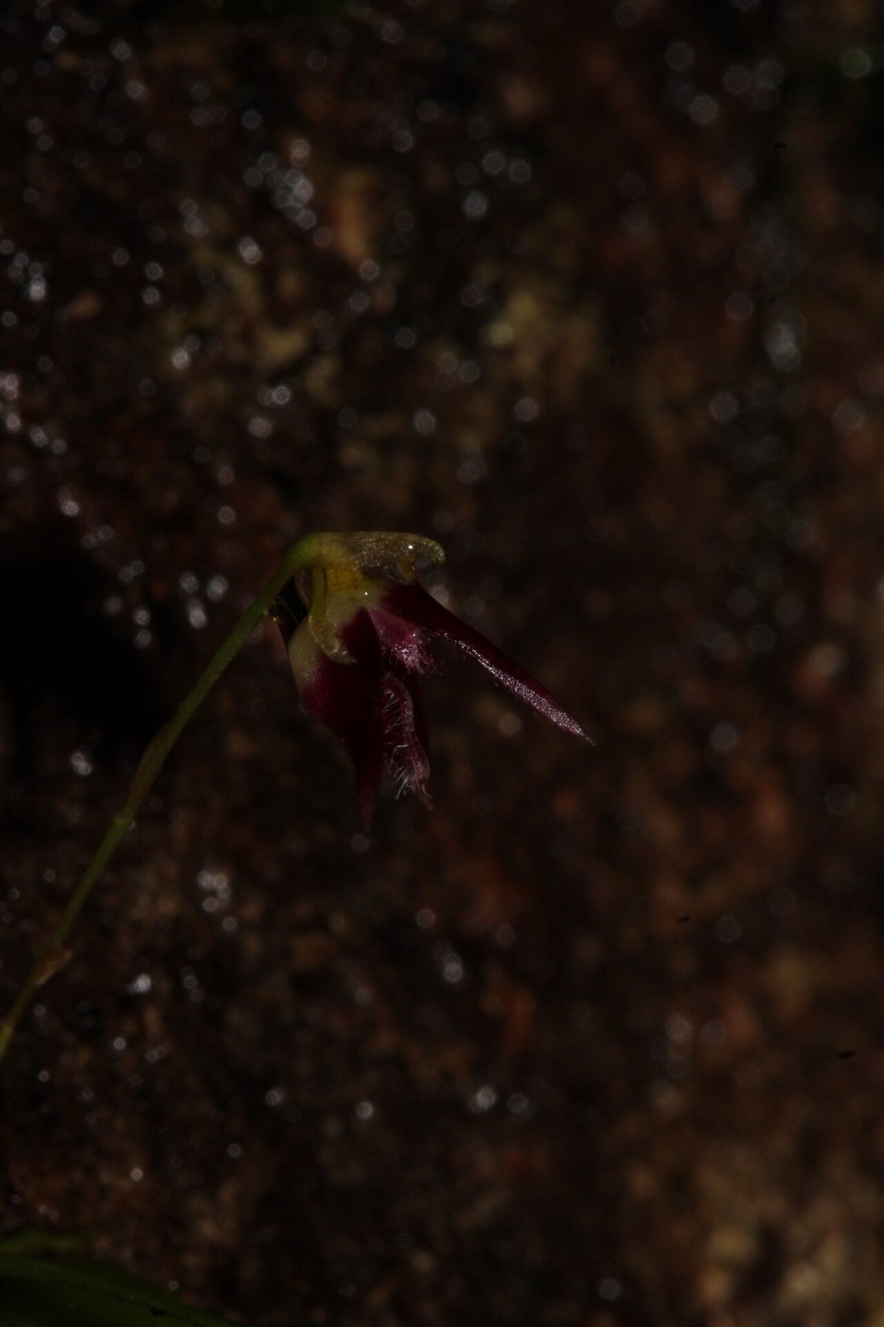 Bulbophyllum onivense flower
