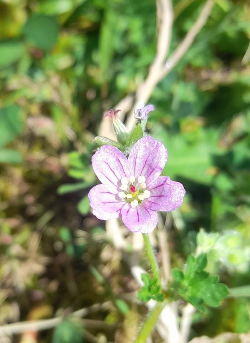Geranium core-core flower