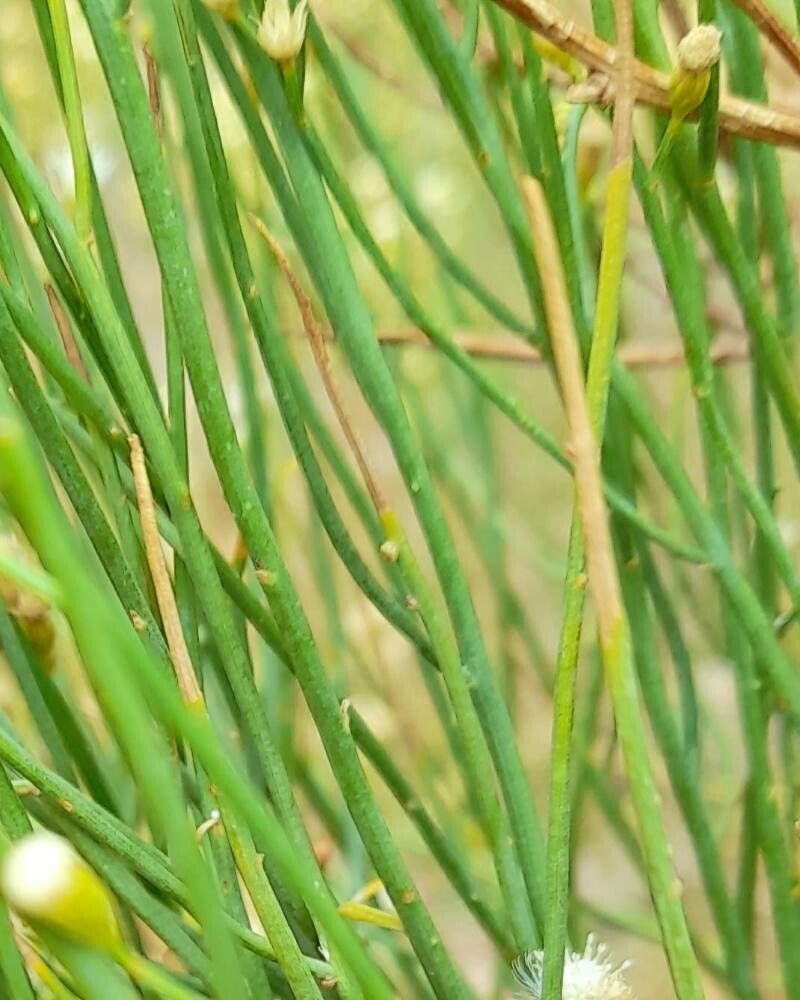 Baccharis spartioides bark