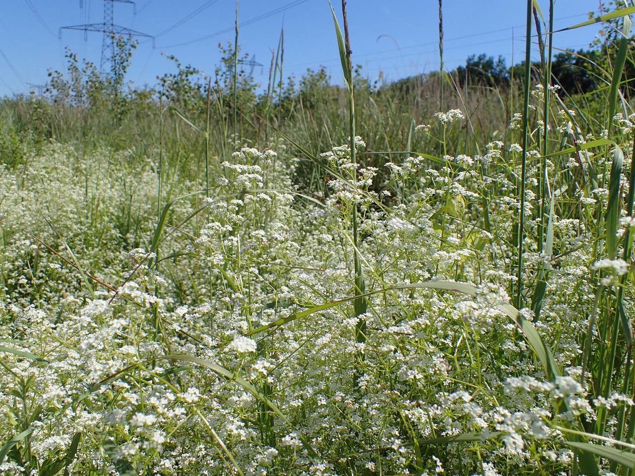 Galium elongatum habit