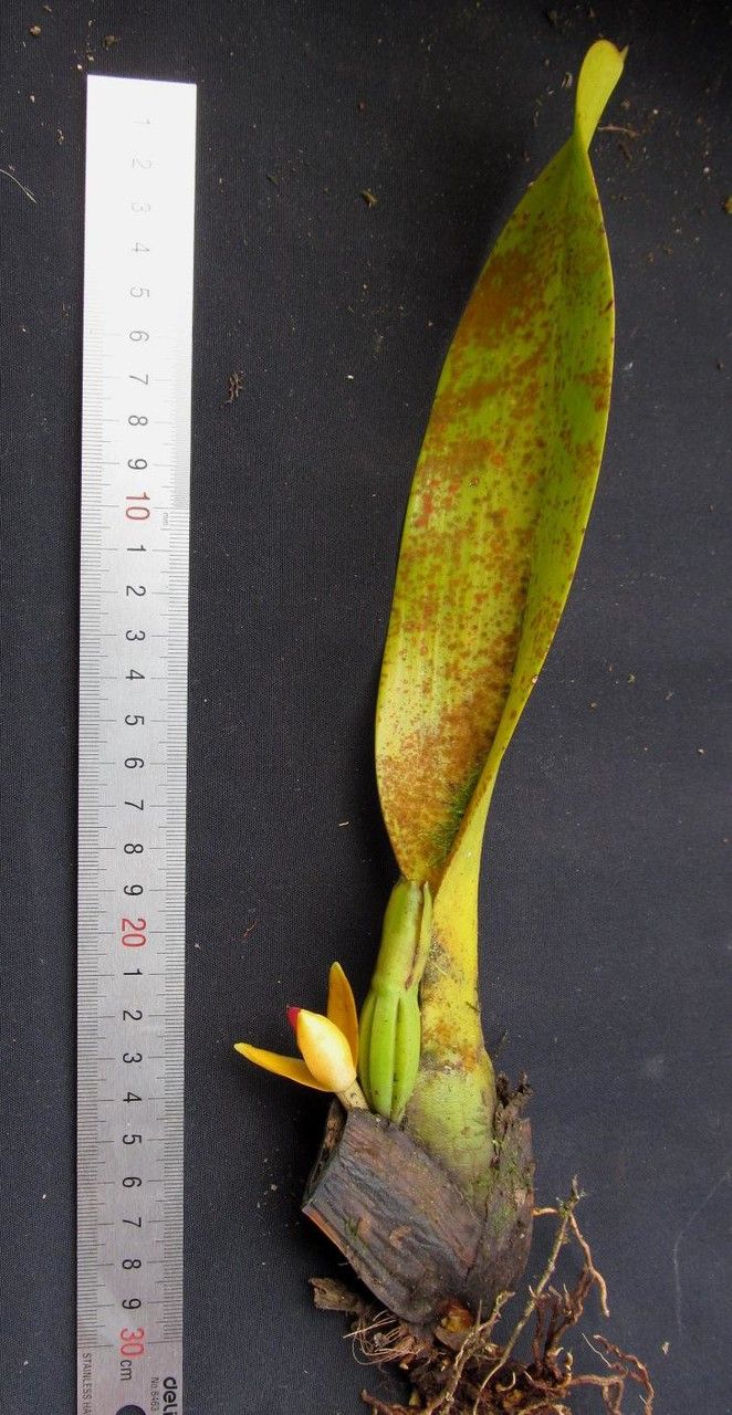 Maxillaria maleolens other