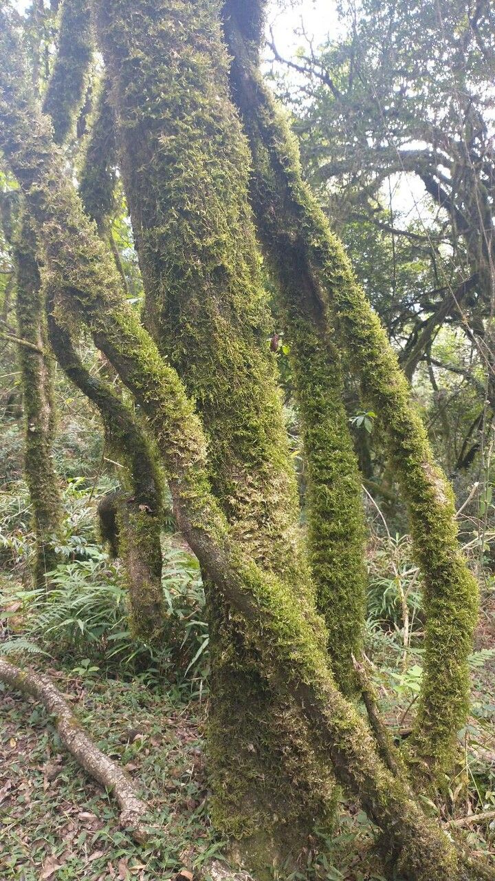 Guatteria anteridifera — related species from the same genus