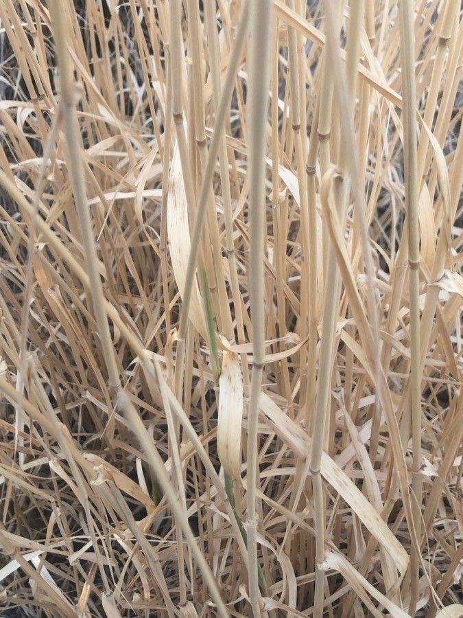 Phalaris coerulescens — clay tolerant houseplant