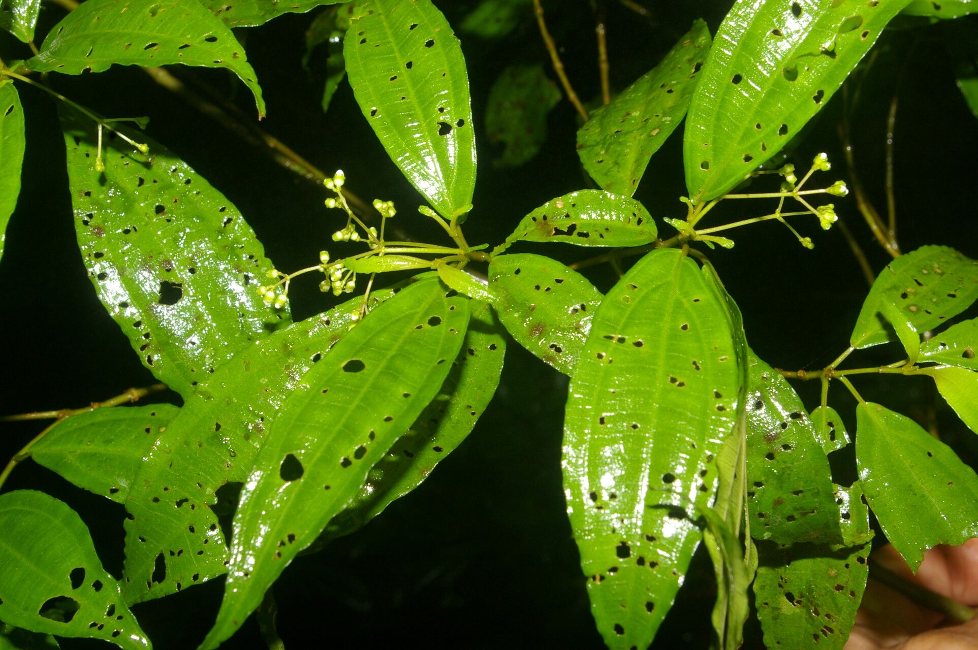 Miconia brenesii — houseplant care guide