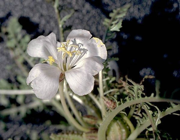 Oenothera cavernae — search result for 'Oenothera'