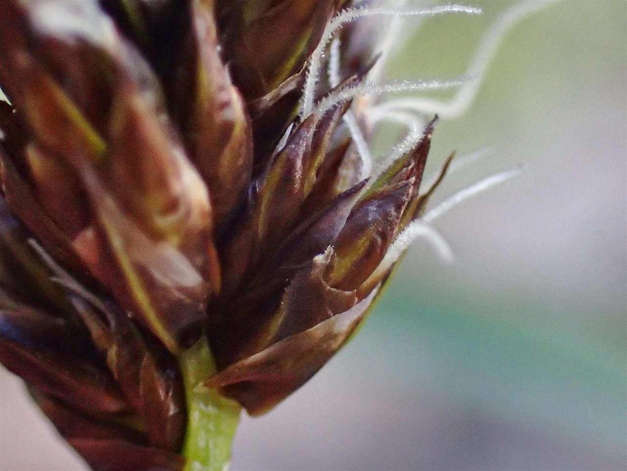 Carex foetida flower