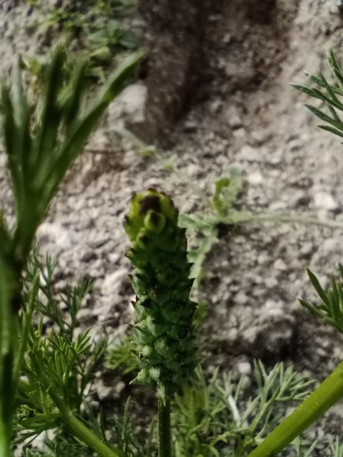 Adonis microcarpa fruit