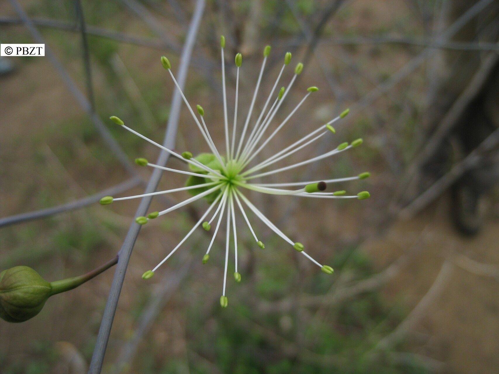 Maerua filiformis — search result for 'Maerua'