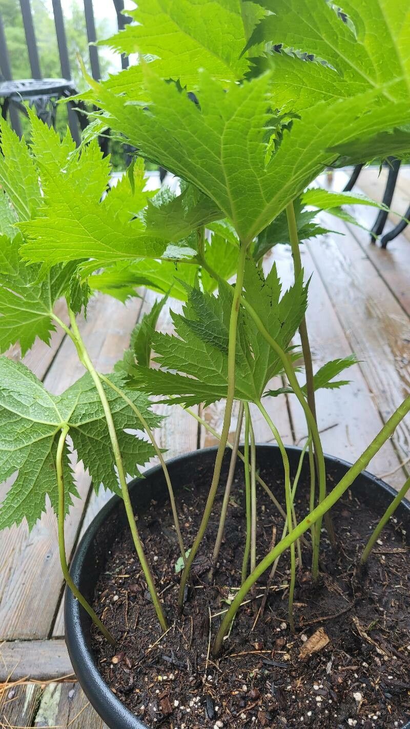 Glaucidium palmatum habit