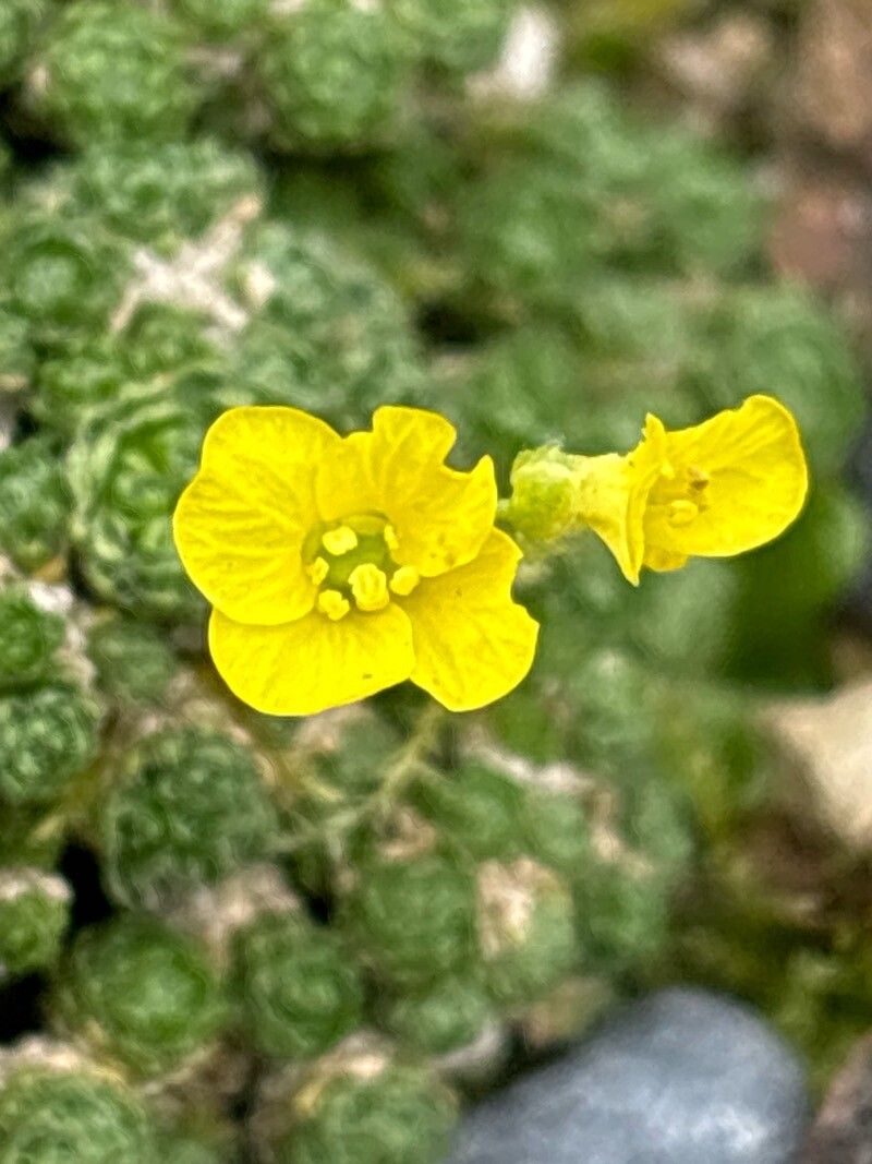 Draba rigida flower