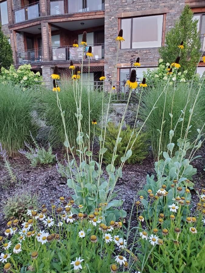 Rudbeckia maxima habit