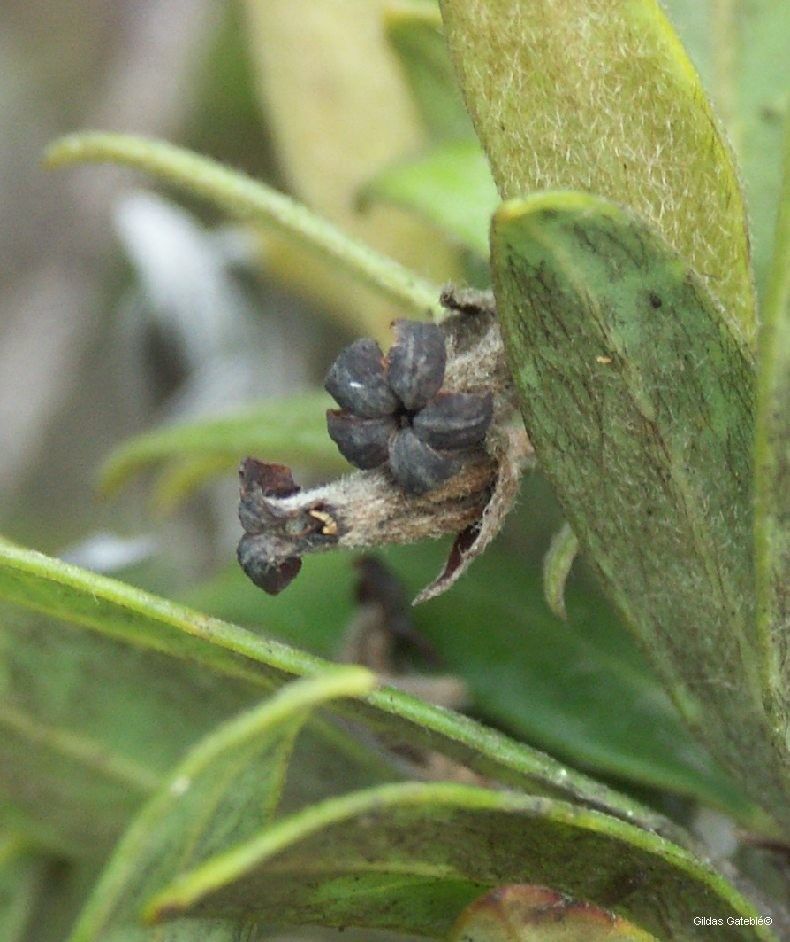 Pittosporum koghiense habit