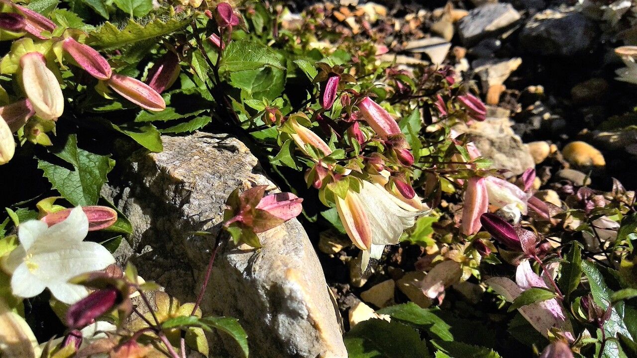 Campanula betulifolia flower