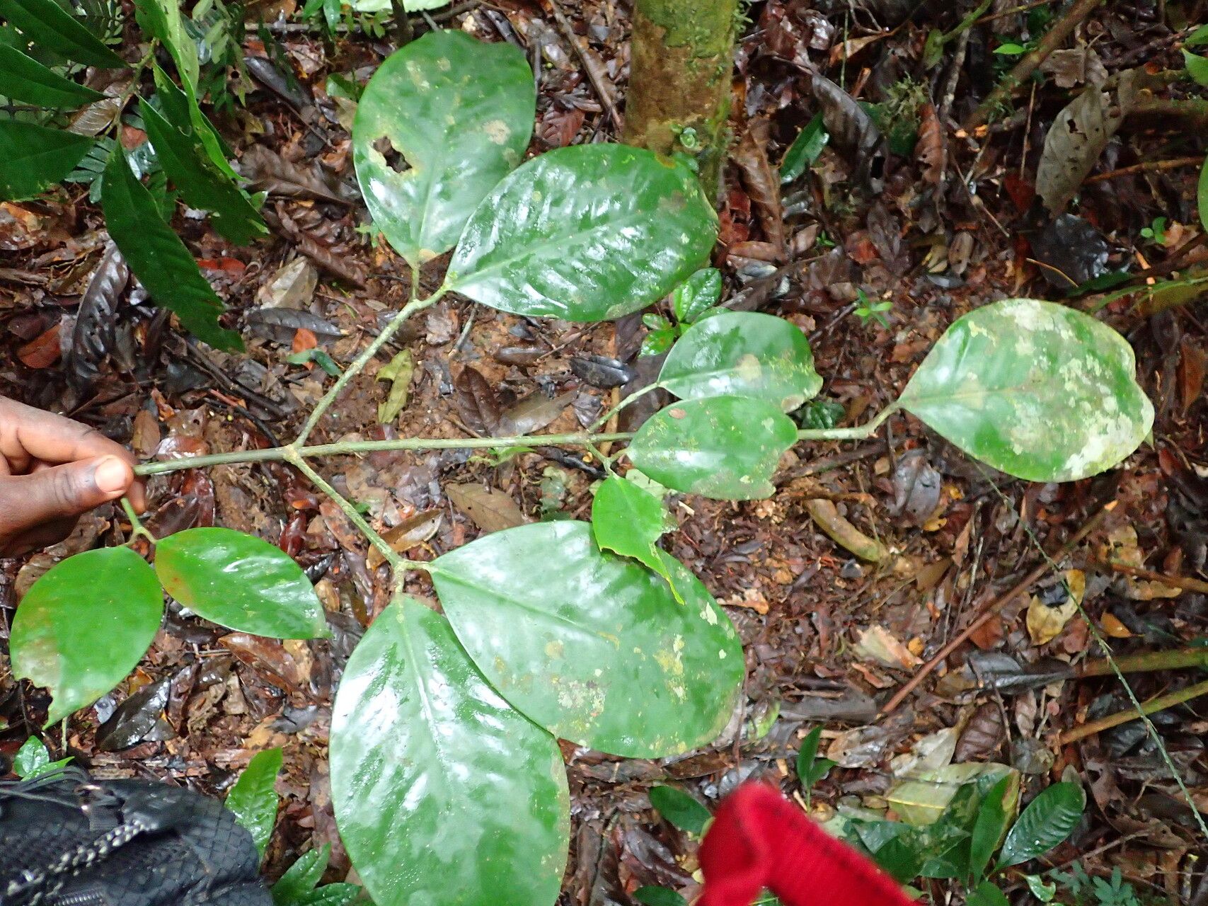 Garcinia conrauana — houseplant care guide