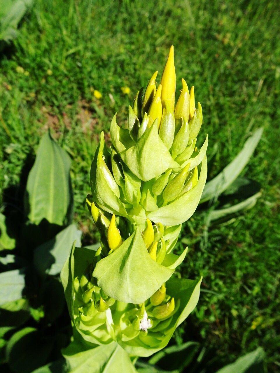 Gentiana lutea flower