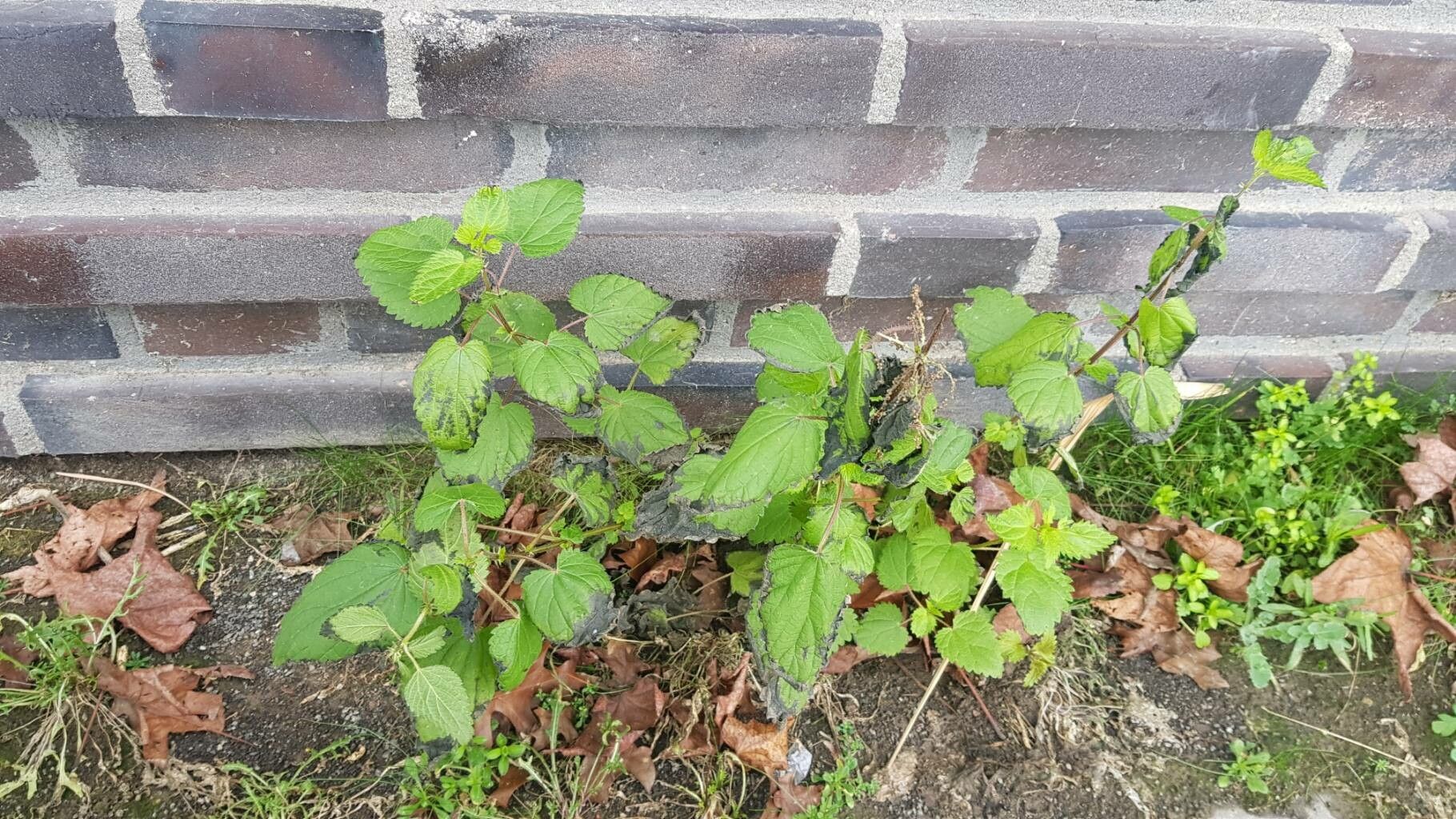 Urtica morifolia habit