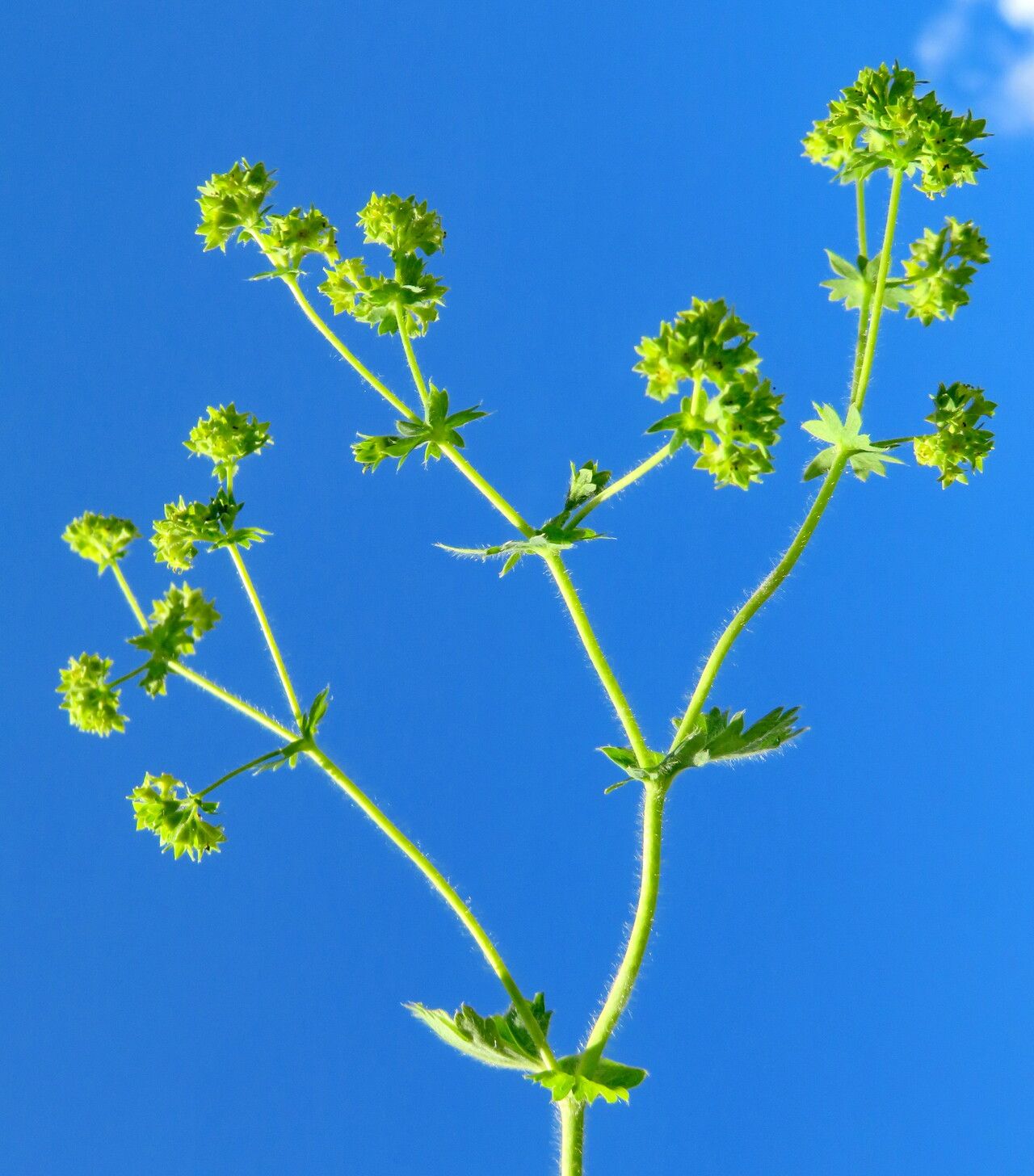Alchemilla languida flower