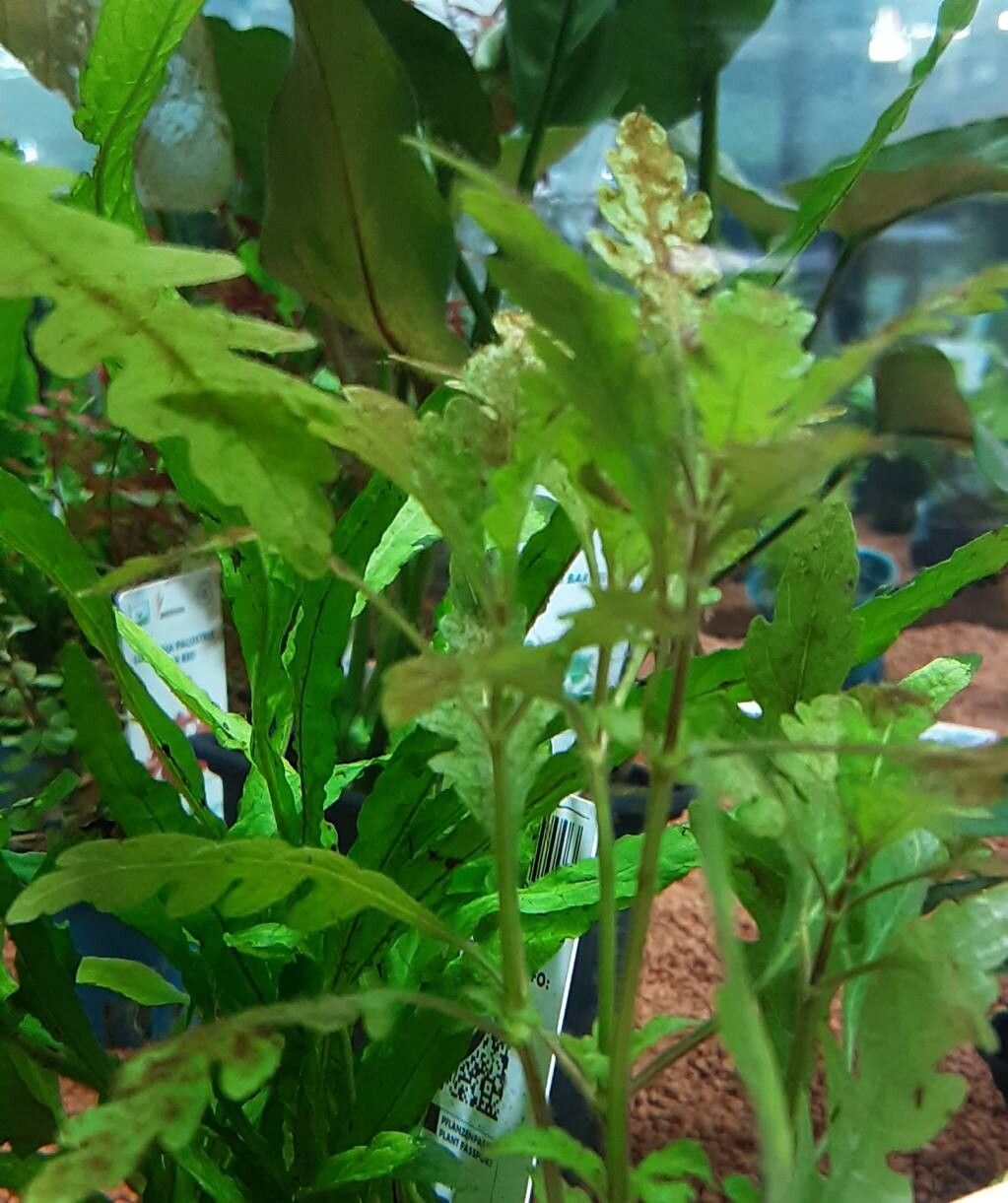Hygrophila pinnatifida — search result for 'Hygrophila'