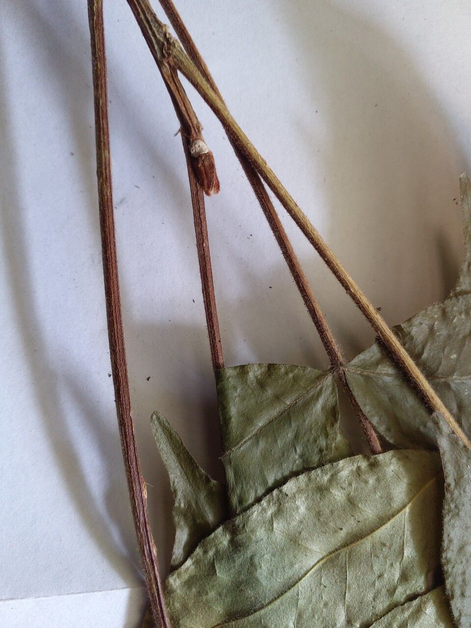 Simaba polyphylla — search result for 'Simaba'