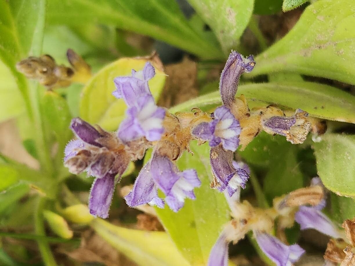 Orobanche aegyptiaca flower